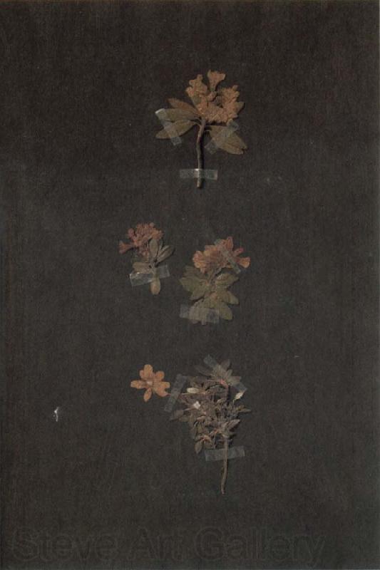 Paul Klee Herbarium France oil painting art